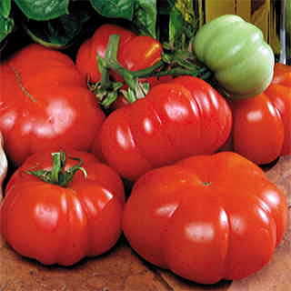 Costoluto Genovese Tomato Seeds