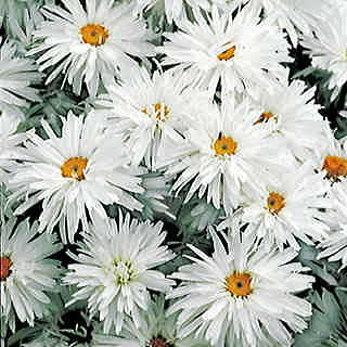 Crazy Daisy Shasta Daisy Seeds