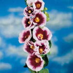 Creme de Cassis Hollyhock Seeds 1