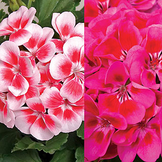 Crimson Splash Geranium Combination (pack of 3)