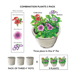 Crimson Splash Geranium Combination (pack of 3)