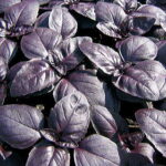 Crimson20King20Basil20Seeds.jpg