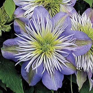 Crystal Fountain™ Clematis