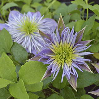 Crystal Fountain™ Clematis