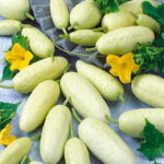 Crystal White Pickler Hybrid Cucumber Seeds 1