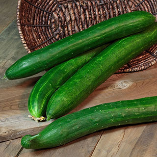 Cucumber Tasty Green Hybrid