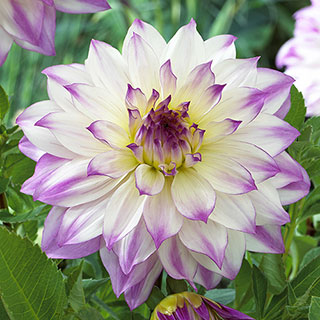 Dahlia 'Ferncliff Inspiration'