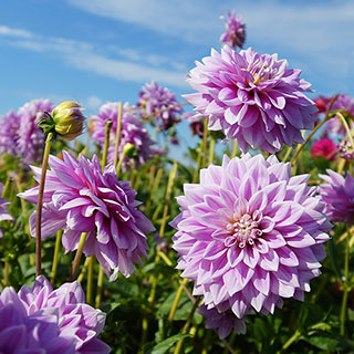 Dahlia 'Ferncliff Inspiration'