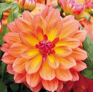 Dahlia 'Firepot'