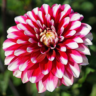 Dahlia Karma® 'Yin Yang'