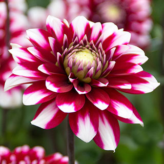 Dahlia Karma® 'Yin Yang'