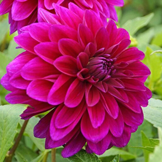 Dahlia 'Le Baron'