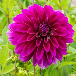 Dahlia 'Le Baron'