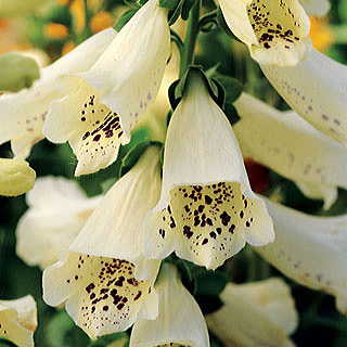 Dalmatian Creme Foxglove