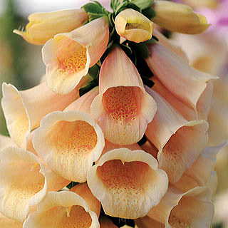 Dalmatian Peach Foxglove