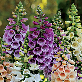 Dalmatian Purple Improved Foxglove