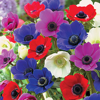 De Caen Poppy Anemone Bulb - Pack of 10