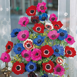 De Caen Poppy Anemone Bulb - Pack of 10