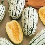 Delicata Organic Winter Squash Seeds 1