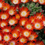 Delosperma Hotcakes ‘Pumpkin Perfection’ 1