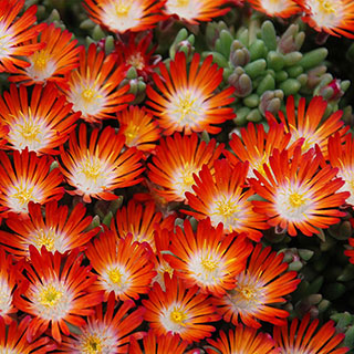 Delosperma Hotcakes 'Pumpkin Perfection'