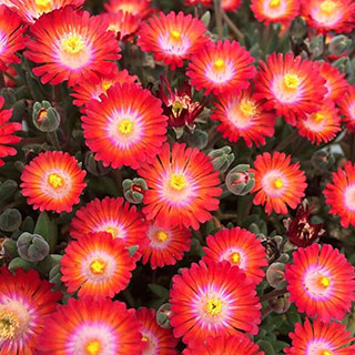 Delosperma Jewel of Desert Grenade