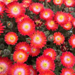 Delosperma Jewel of Desert Grenade 1