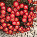 Delosperma Jewel of Desert Grenade 1