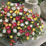 Delosperma Jewel of Desert Hardy Collection (pack of 6) 1