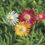 Delosperma Jewel of Desert Hardy Collection (pack of 6) 1