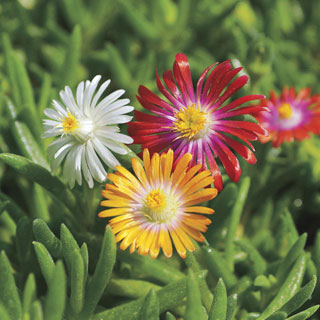 Delosperma Jewel of Desert Hardy Collection (pack of 6)