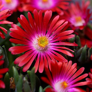 Delosperma Jewel of Desert Ruby