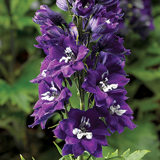 Delphina Dark Blue White Bee Delphinium