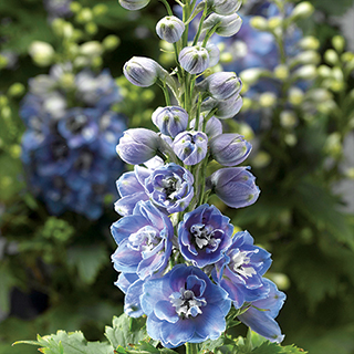 Delphina Light Blue White Bee Delphinium