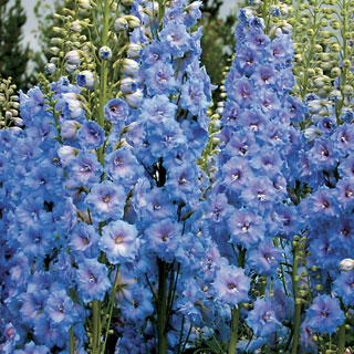 Delphinium 'Blue Lace'