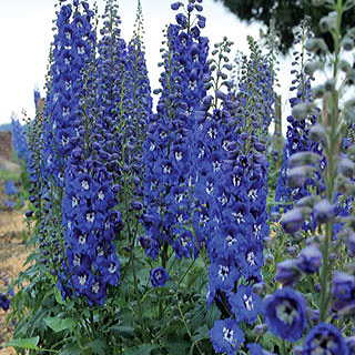 Delphinium Cobalt Dreams