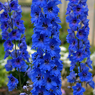 Delphinium 'Million Dollar Blue'