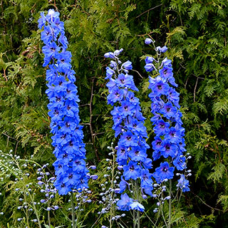 Delphinium 'Million Dollar Blue'