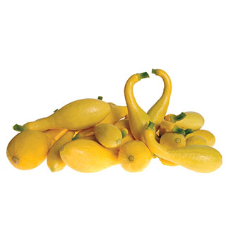 Delta Hybrid Squash Seeds