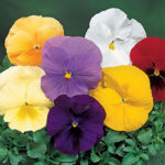 Delta Pure Colors Mix Pansy Seeds 1