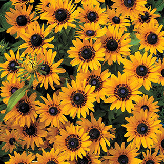 Denver Daisy™ Rudbeckia Seeds