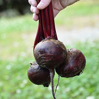 Detroit Dark Red Beet Seeds