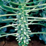 Diablo Hybrid Brussels Sprouts Seeds 1