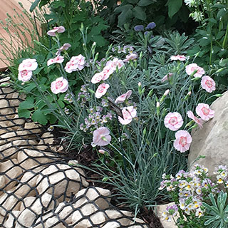 Dianthus American Pie™ 'Georgia Peach Pie'