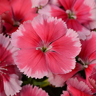 Dianthus Corona Strawberry