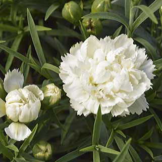 Dianthus Early Bird™ Frosty