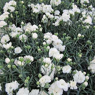 Dianthus Early Bird™ Frosty