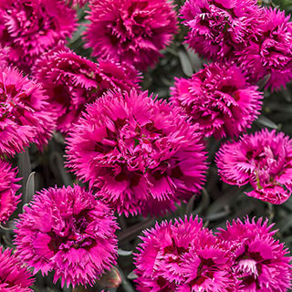 Dianthus Fruit Punch® 'Spiked Punch'