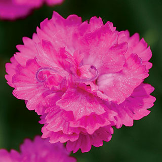 Dianthus Mountain Frost™ Pink PomPom