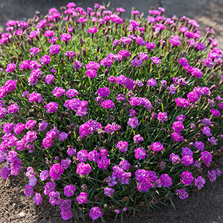 Dianthus Mountain Frost™ Pink PomPom
